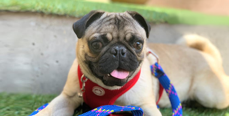 Estetica Veterinaria Larsen